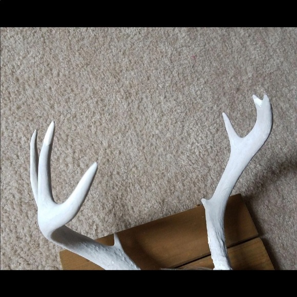 Antlers - Picture 4 of 5